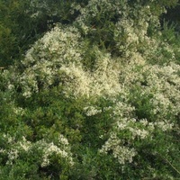 Small-leaved Clematis