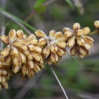 Many-flowered Mat-rush