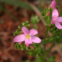 Common Centaury