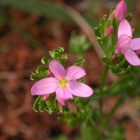 Common Centaury