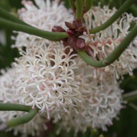 Sweet Hakea