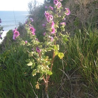 Tree Mallow