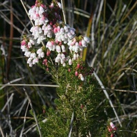 Spanish Heath