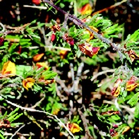 Slender Bush-pea