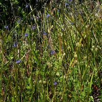 Coastal Flax-lily