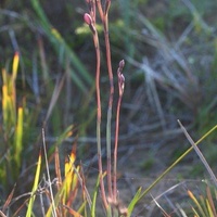 Salmon Sun-orchid