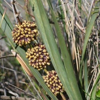 Many-flowered Mat-rush