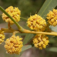 Golden Wreath Wattle