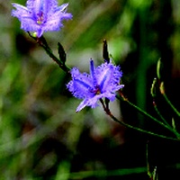 Branching Fringe-lily