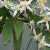 Old Man's Beard, Mountain Clematis