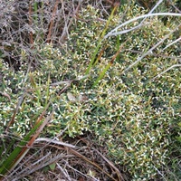 Propeller Plant or Winged Spyridium