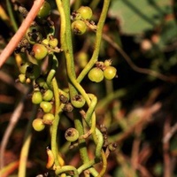 Coarse Dodder-laurel