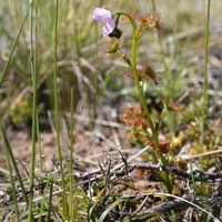 Tall Sundew