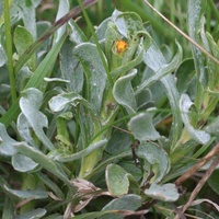 Common Everlasting