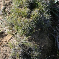 Matted Bog-sedge