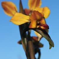 Wallflower Orchid, Donkey Orchid