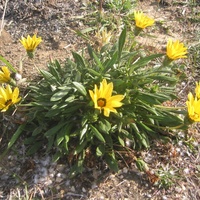 Gazania, Treasure Flowers