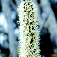 Austral Grass-tree