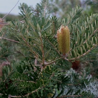 Silver Banksia