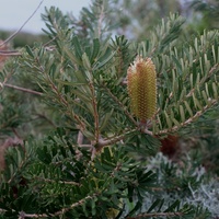 Silver Banksia