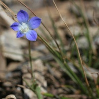 Branching Bluebell or Tadgell's Bluebell