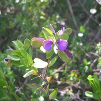 Myrtle-leaf Milkwort