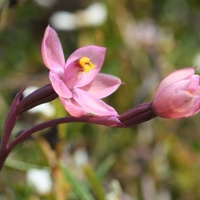 Salmon Sun-orchid