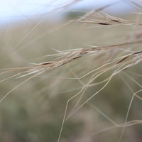 Coast Spear Grass