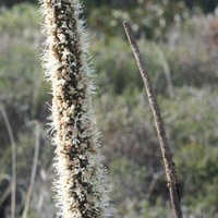 Small Grasstree