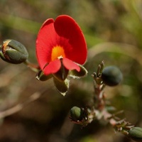 Red-ridng Hood Pea