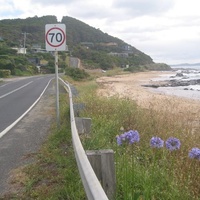 Agapanthus