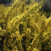 Gold-dust Wattle