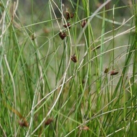 Shiny Bog-sedge