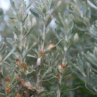 Coast Daisy-bush