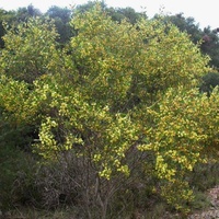 Varnish Wattle