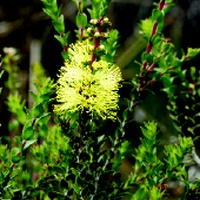 Scented Paperbark