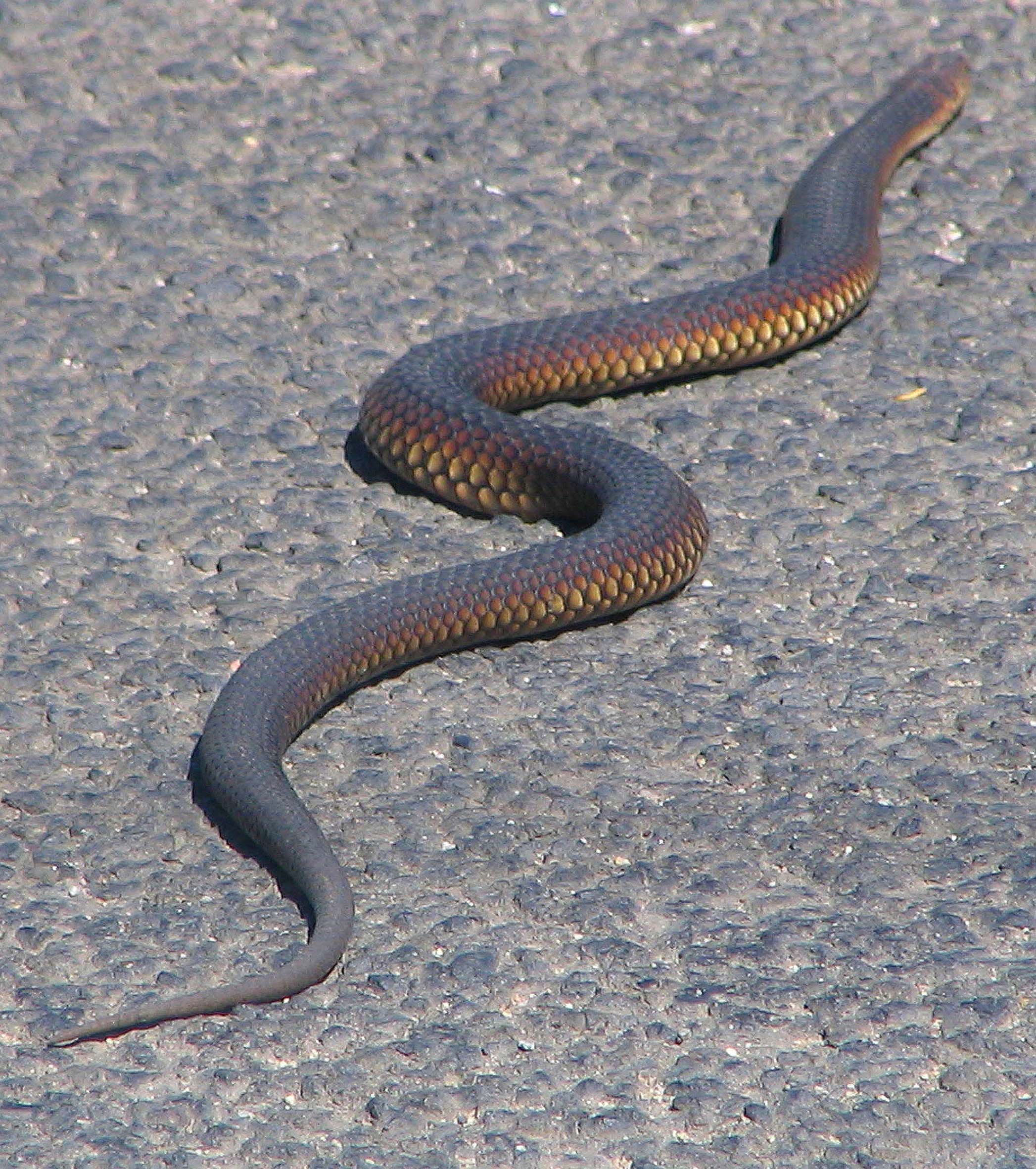 Copperhead Snake