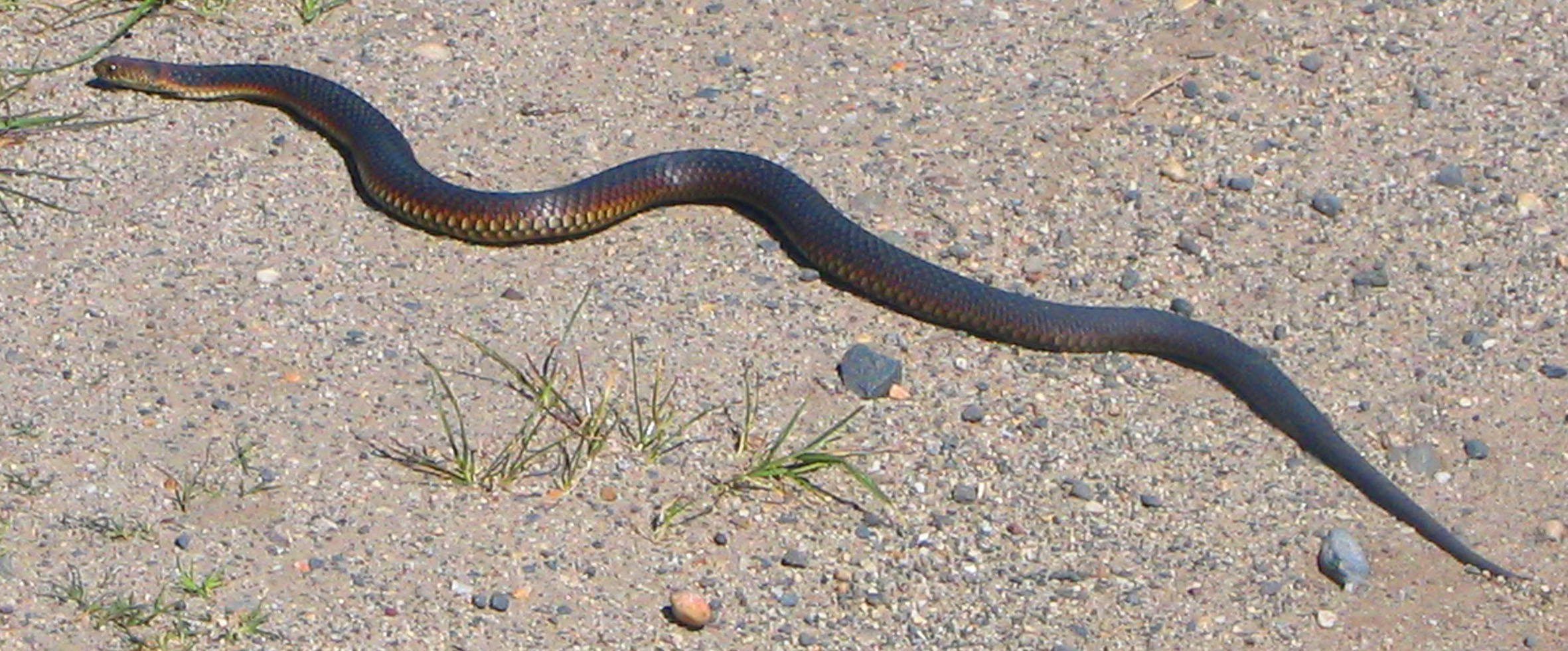 Copperhead Snake