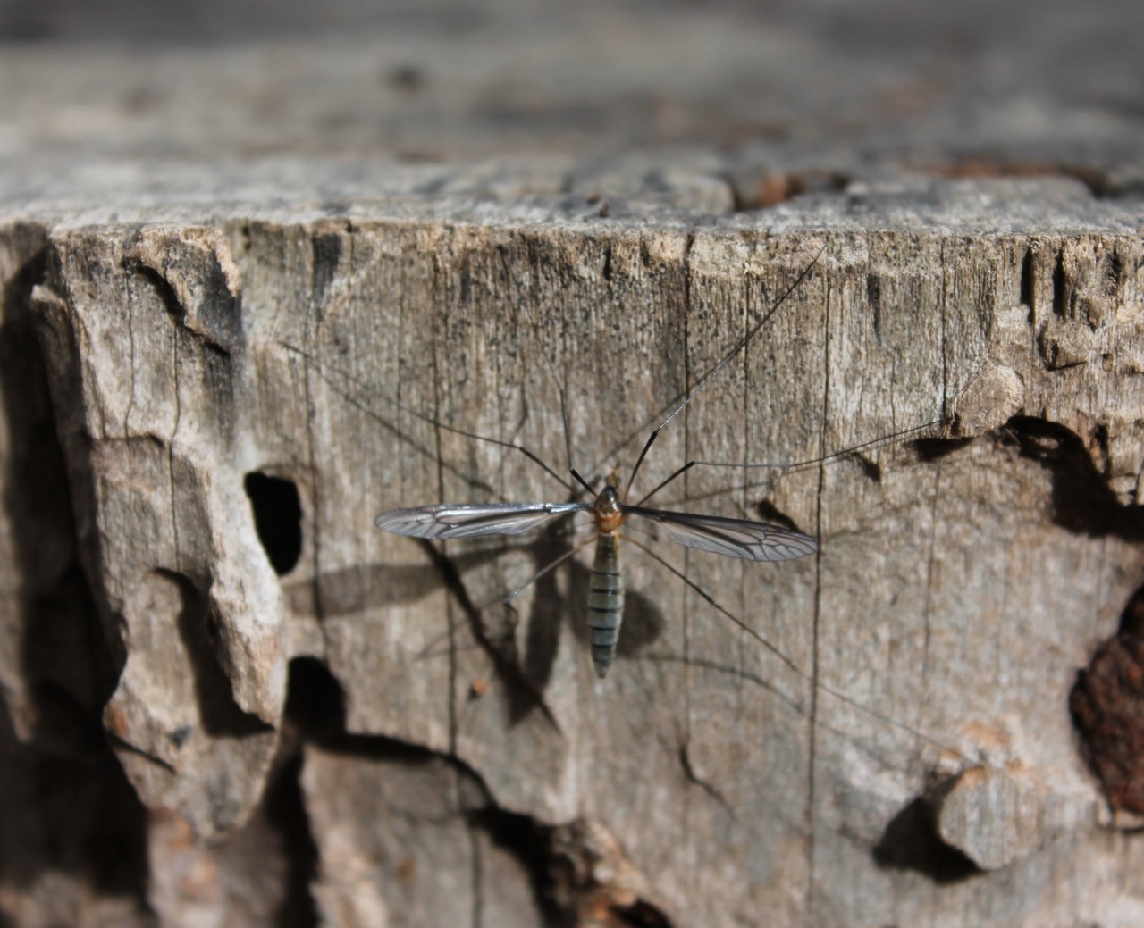 Crane Fly