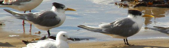 Crested Tern