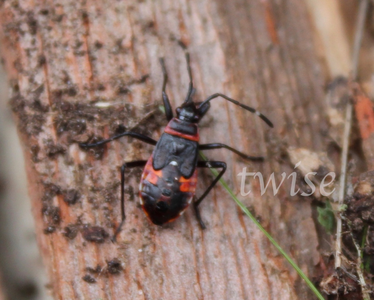 Harlequin Bug