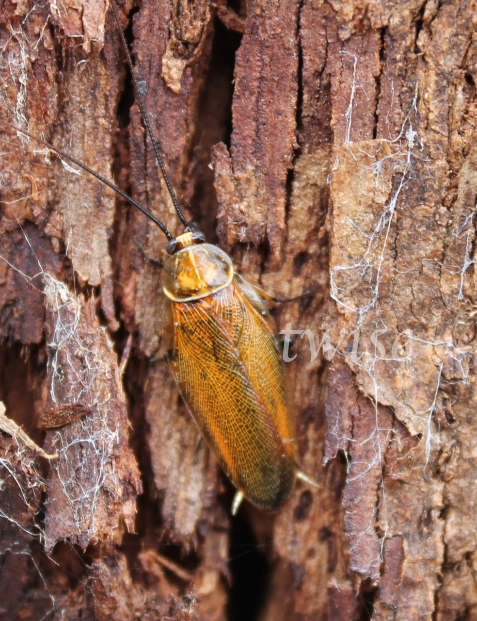 Ellipsidion Cockroach