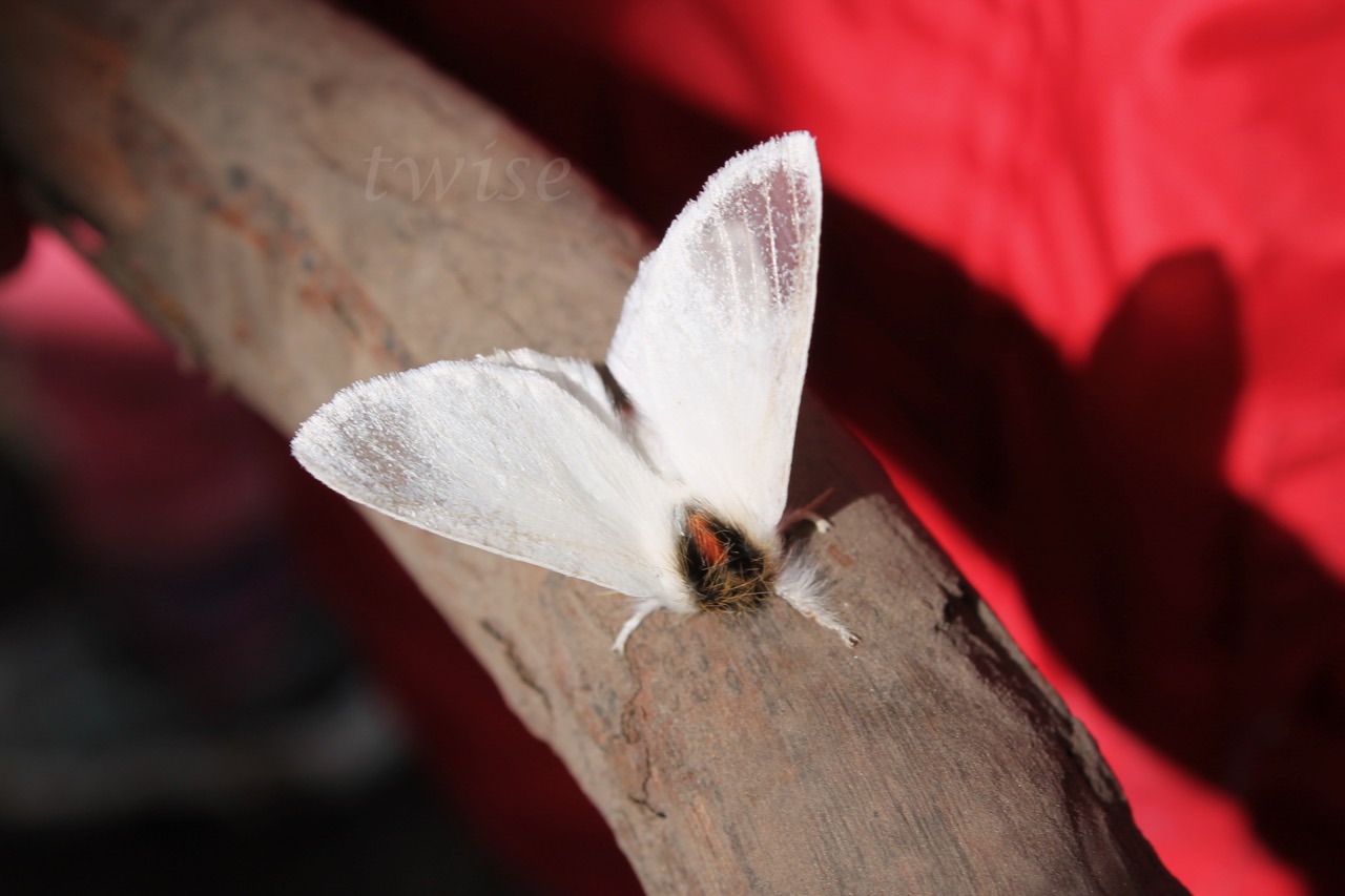 Sparshall's Moth