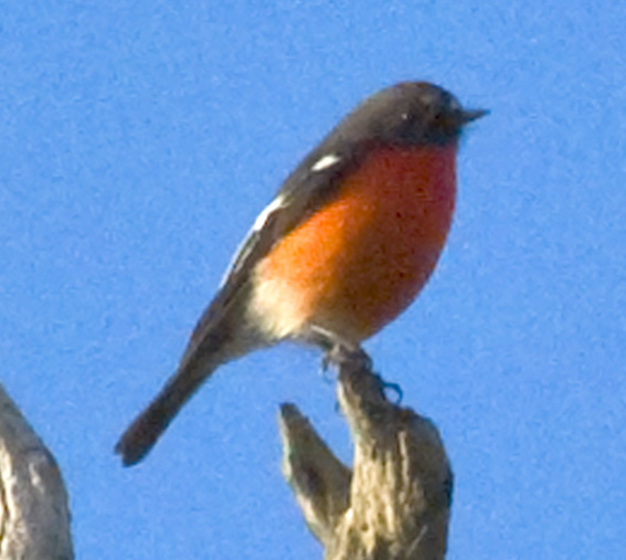 Flame Robin