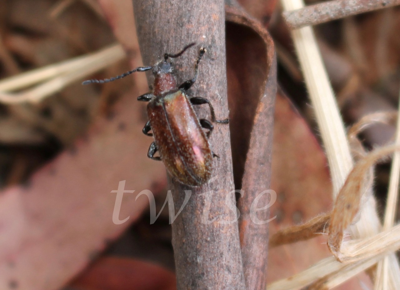 Honeybrown beetle , Brown Darkling beetle