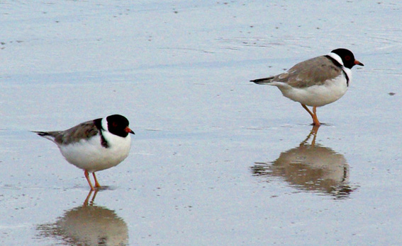 Hooded Plover