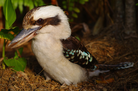 Laughing Kookaburra