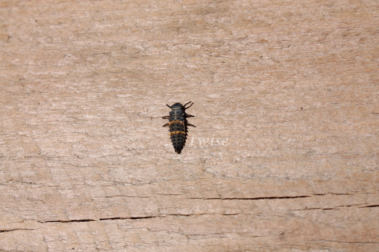 Common Spotted Ladybird