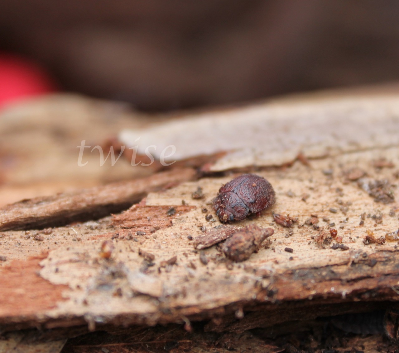 Leaf Beetle