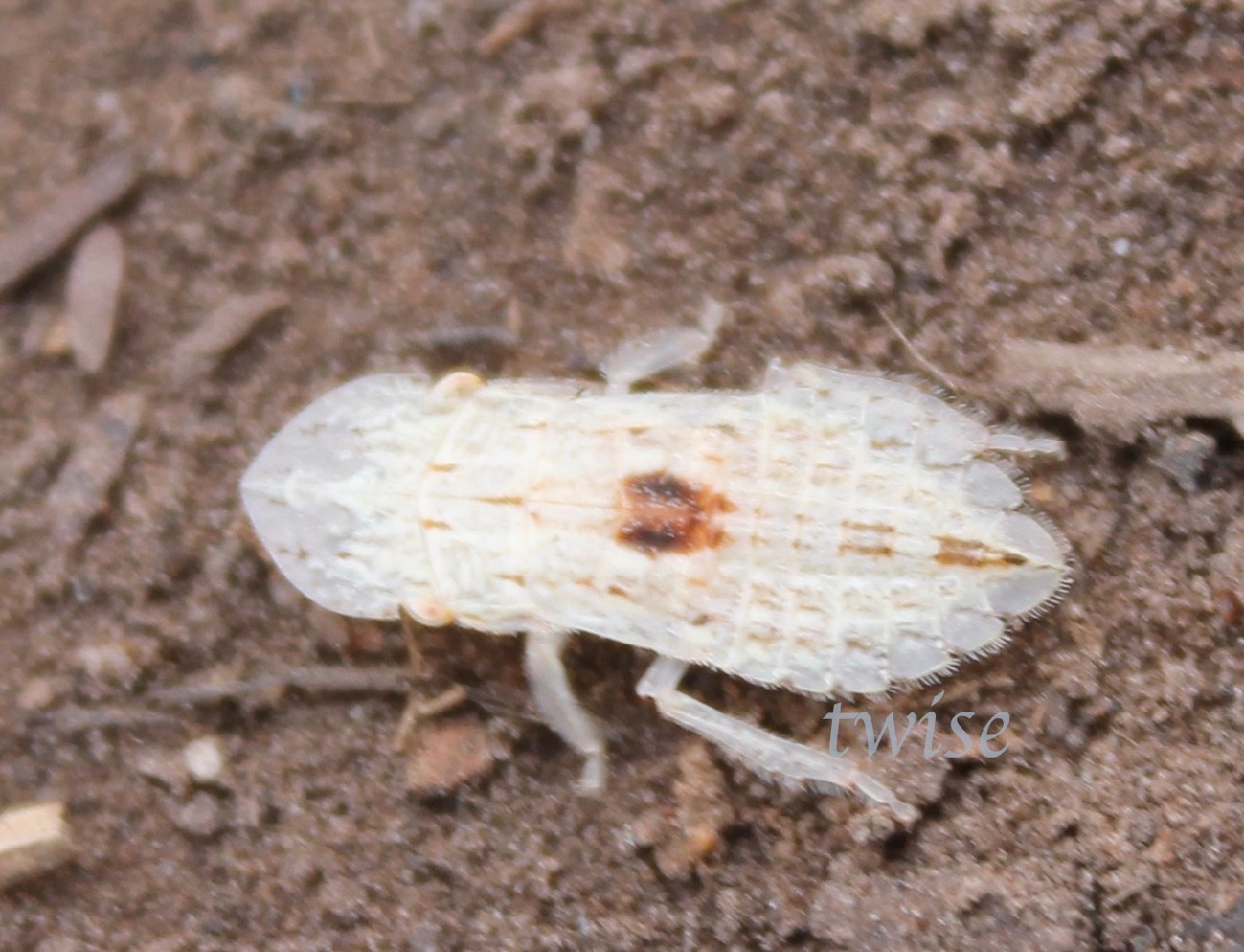 Leafhopper
